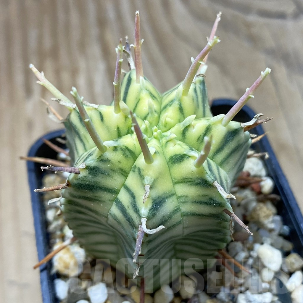 SH15504 Euphorbia meloformis f. variegata