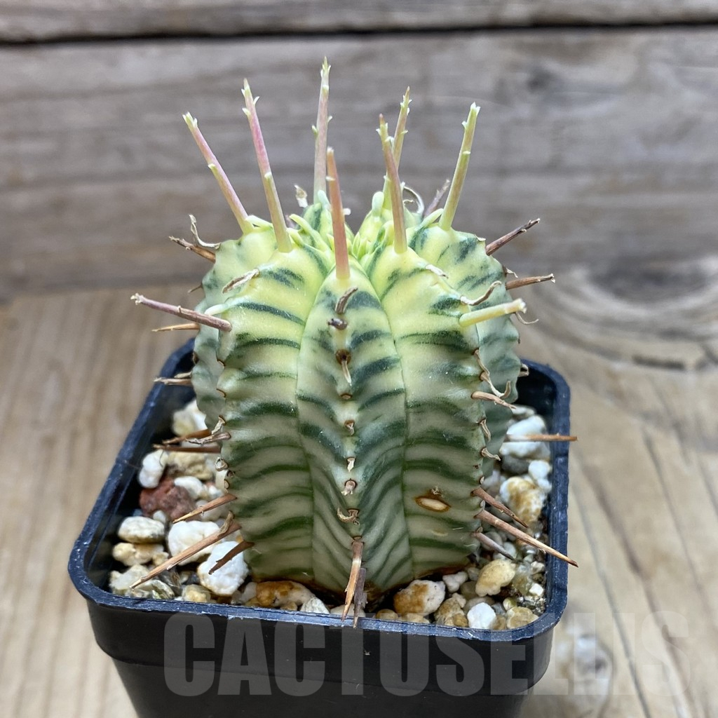 SH15504 Euphorbia meloformis f. variegata - immagine 2