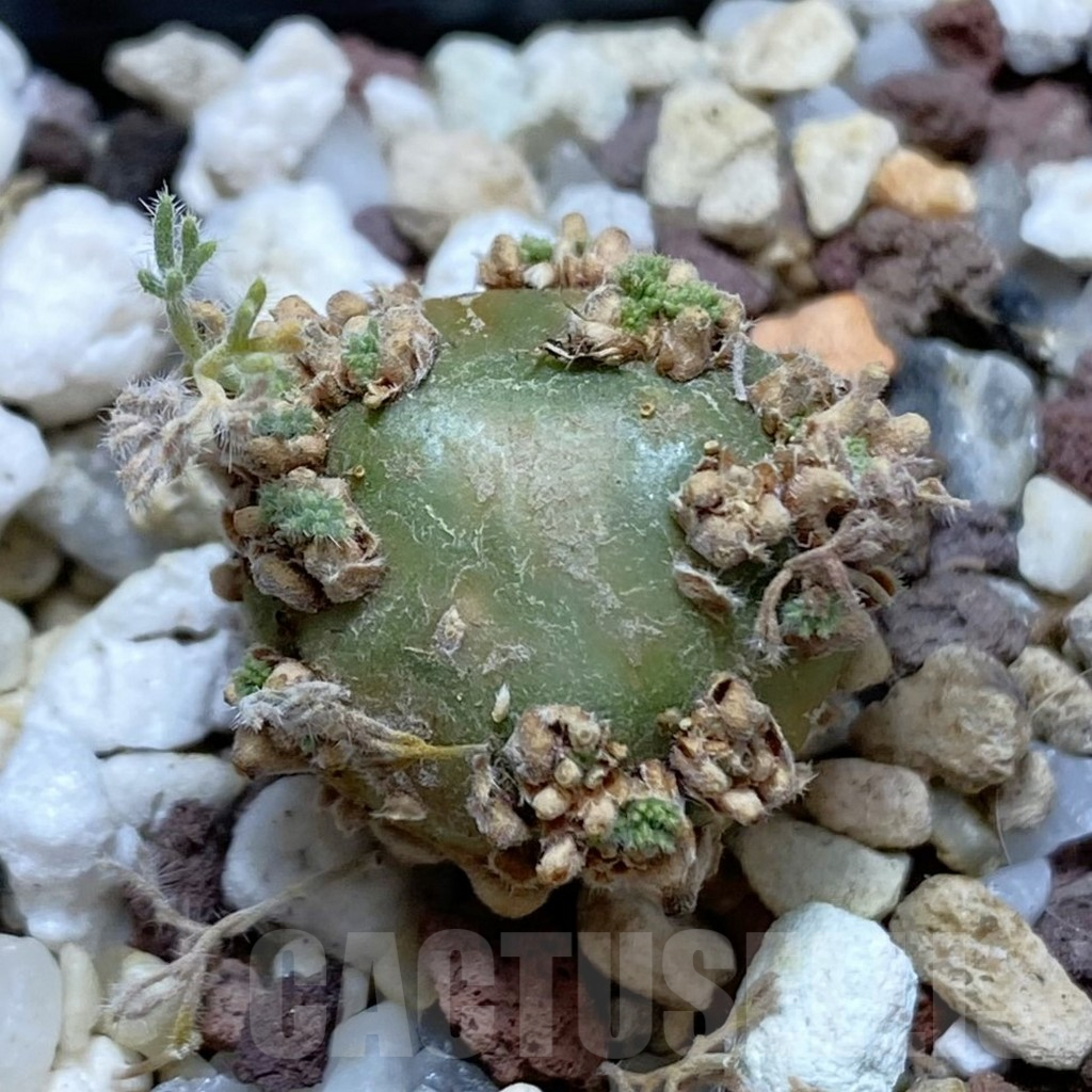 SH15506 Sarcocaulon peniculinum