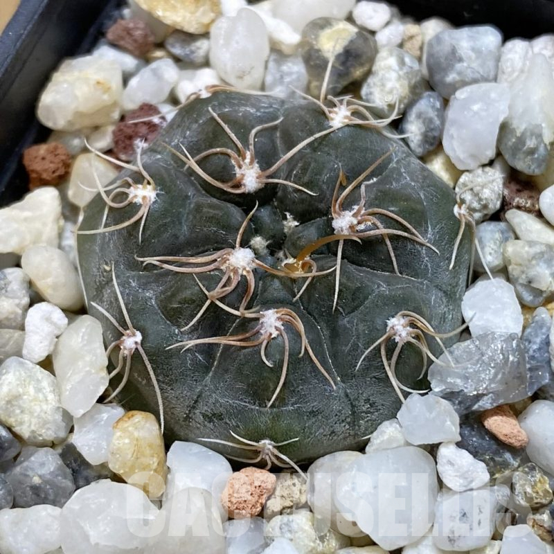 SH15715 Gymnocalycium morroense LB326