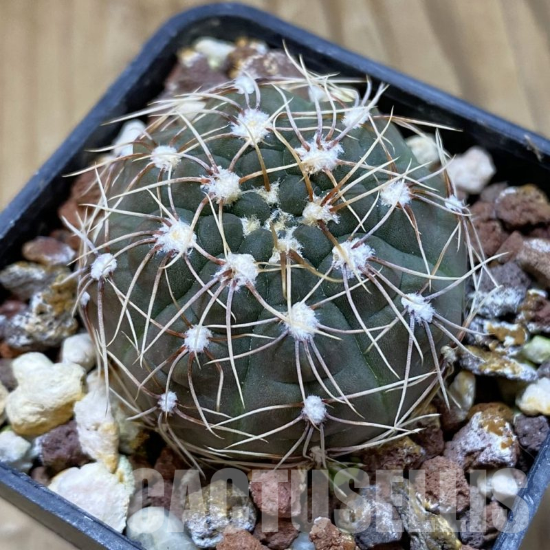 SH15716 Gymnocalycium amerhauseri v. altagraciense VG 053