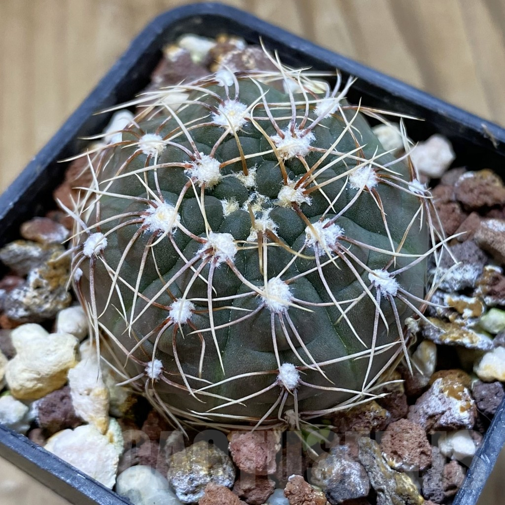 SH15716 Gymnocalycium amerhauseri v. altagraciense VG 053
