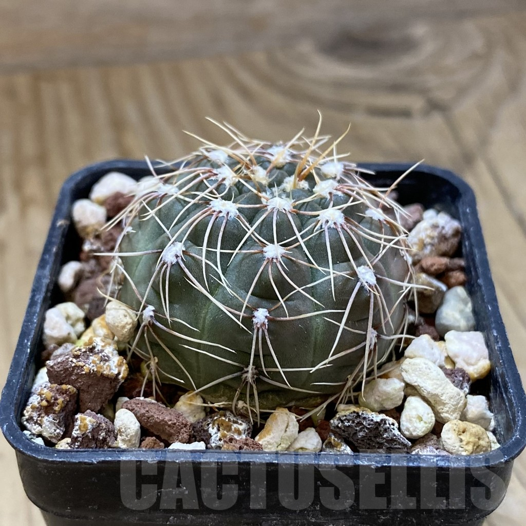 SH15716 Gymnocalycium amerhauseri v. altagraciense VG 053 - Image 2