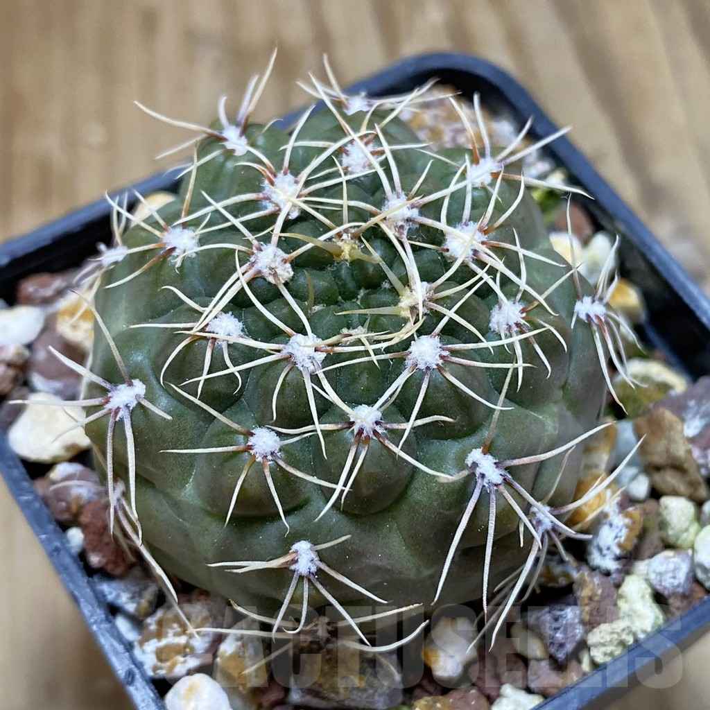 SH15717 Gymnocalycium amerhauseri v. altagraciense VG 053