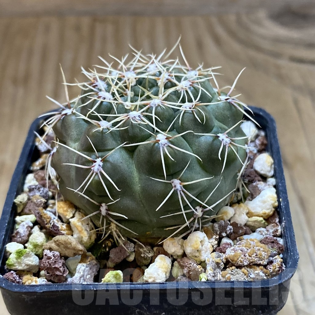 SH15717 Gymnocalycium amerhauseri v. altagraciense VG 053 - immagine 2