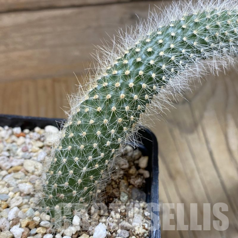 SH15718 Winterocereus colademononis