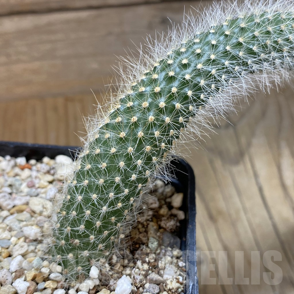 SH15718 Winterocereus colademononis