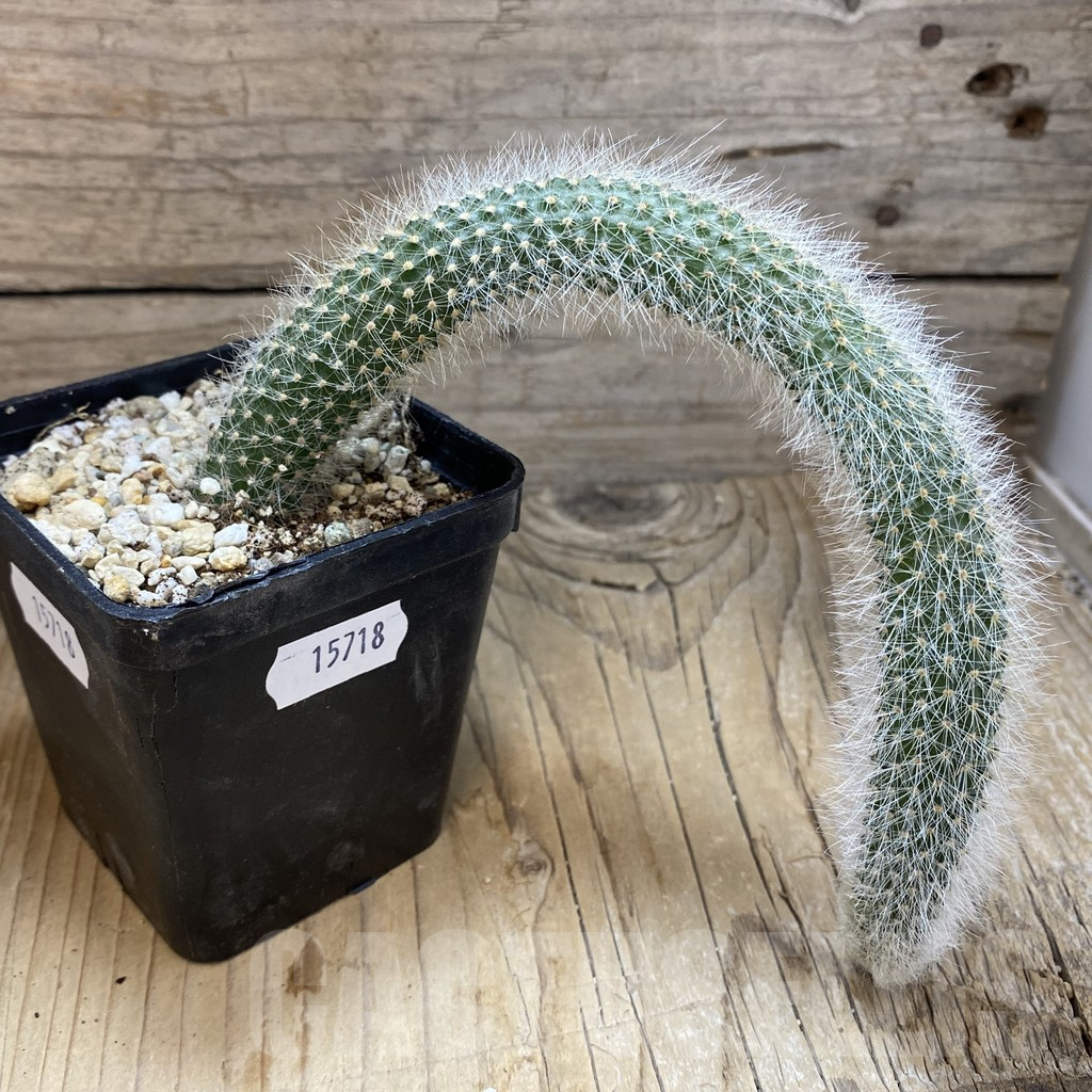 SH15718 Winterocereus colademononis - Image 2