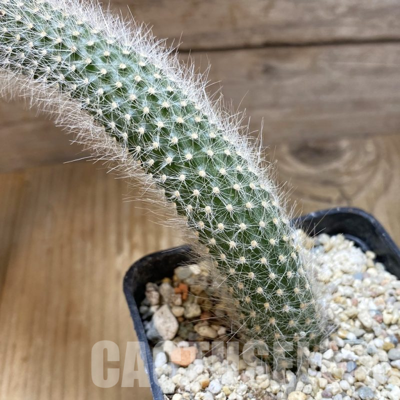 SH15719 Winterocereus colademononis