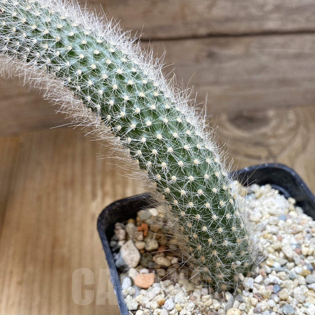 SH15719 Winterocereus colademononis