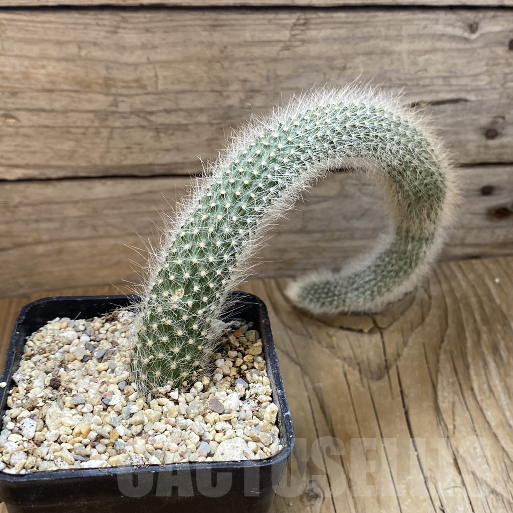 SH15719 Winterocereus colademononis - Image 2