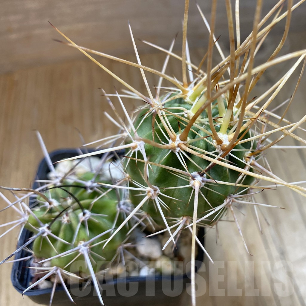 SH15720 Lobivia ferox, 2 plants