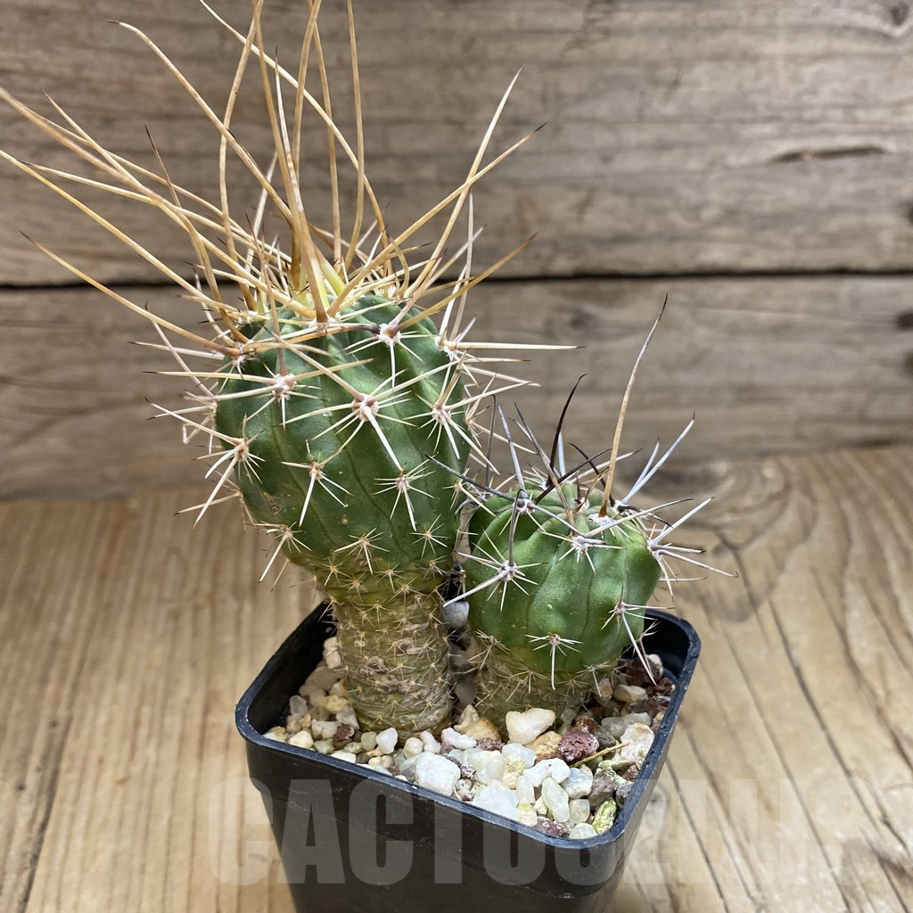 SH15720 Lobivia ferox, 2 plants - Image 2