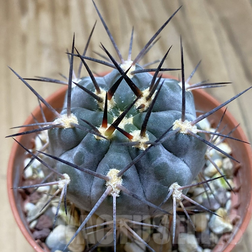SH15722 Acanthocalycium glaucum