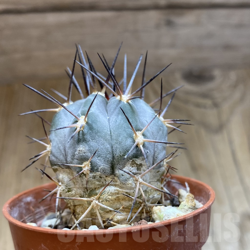 SH15722 Acanthocalycium glaucum - immagine 2