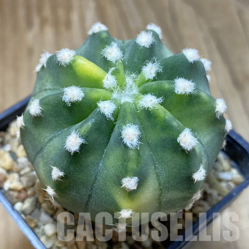 SH15723 Echinopsis subdenudata f. variegata