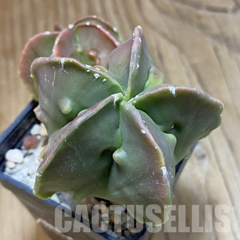 SH15684 Astrophytum myriostigma ‘Fukuryu’ f. nudum