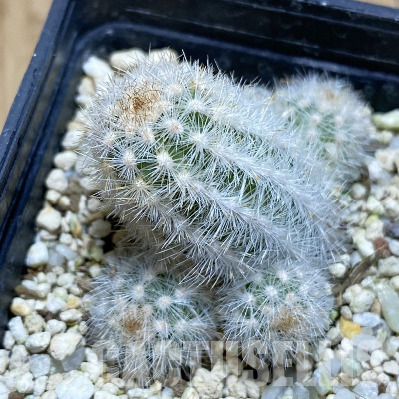 SH15726 Pygmaeocereus rowleyanus, own roots