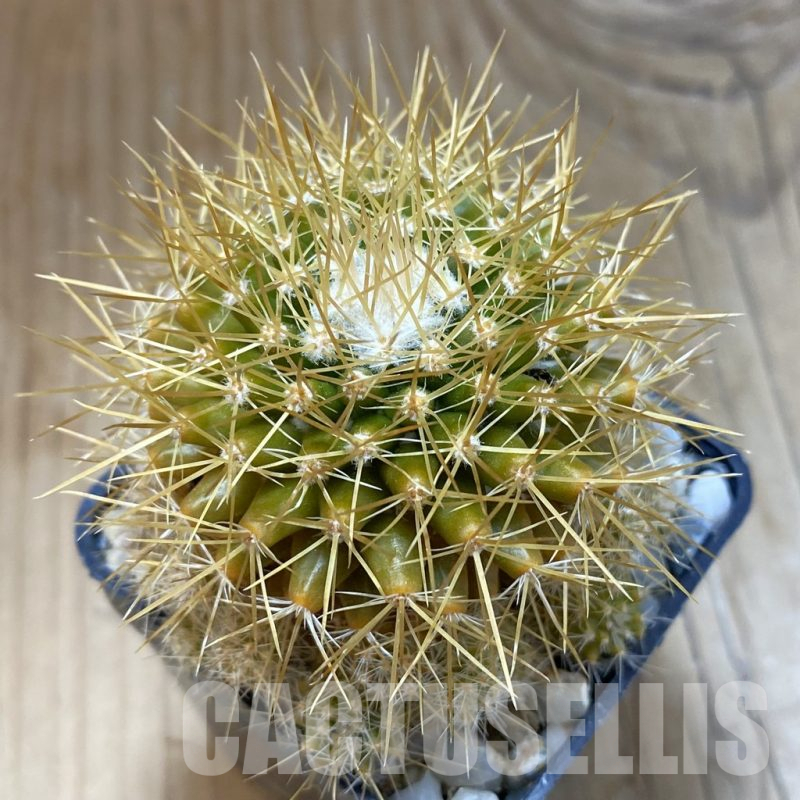 SH15728 Mammillaria nivosa
