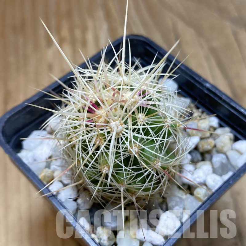SH15729 Thelocactus bicolor v. bolaensis