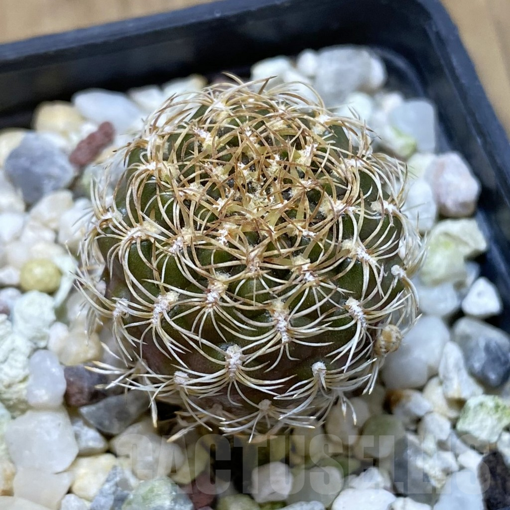 SH15730 Sulcorebutia santiaginiensis