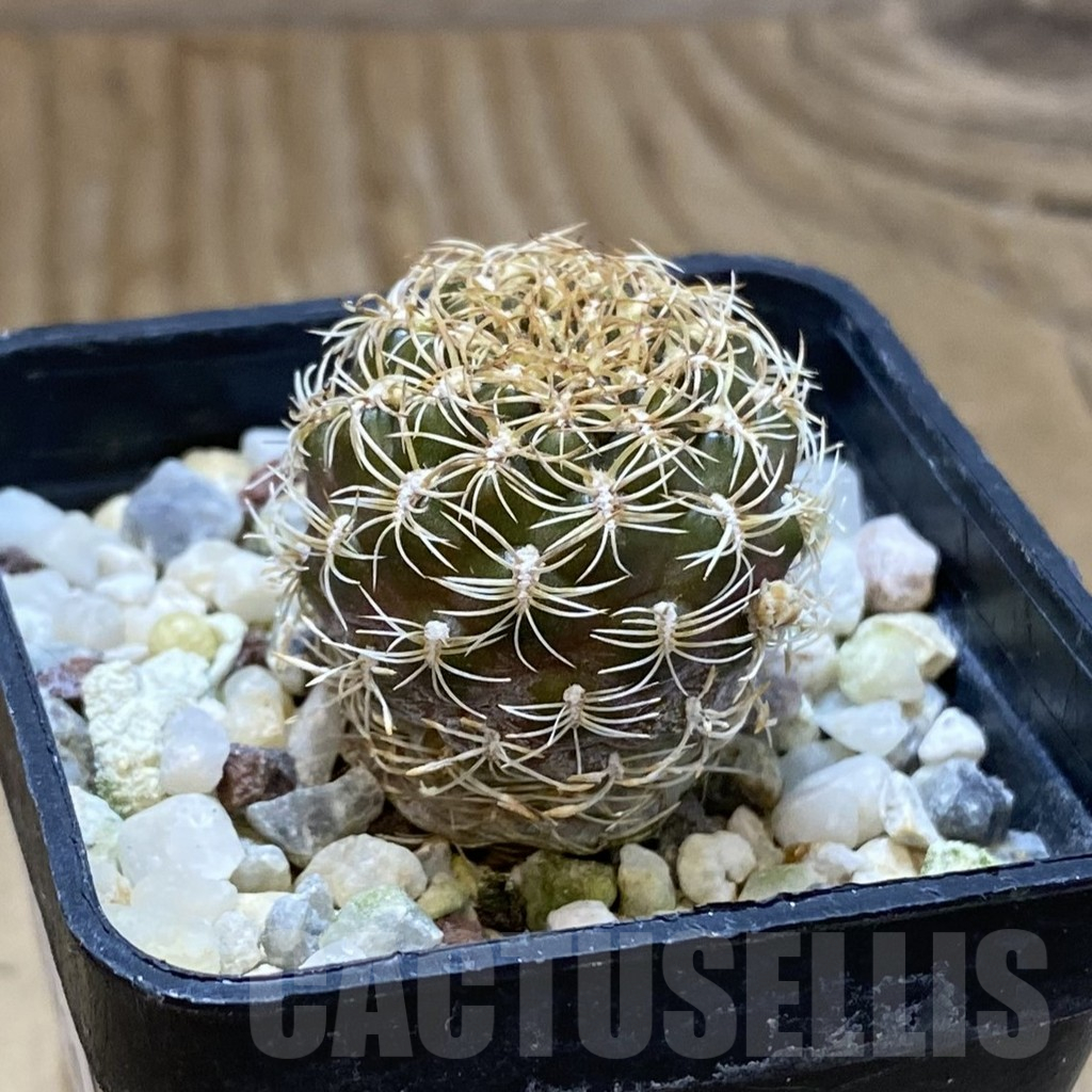 SH15730 Sulcorebutia santiaginiensis - Obrázek 2