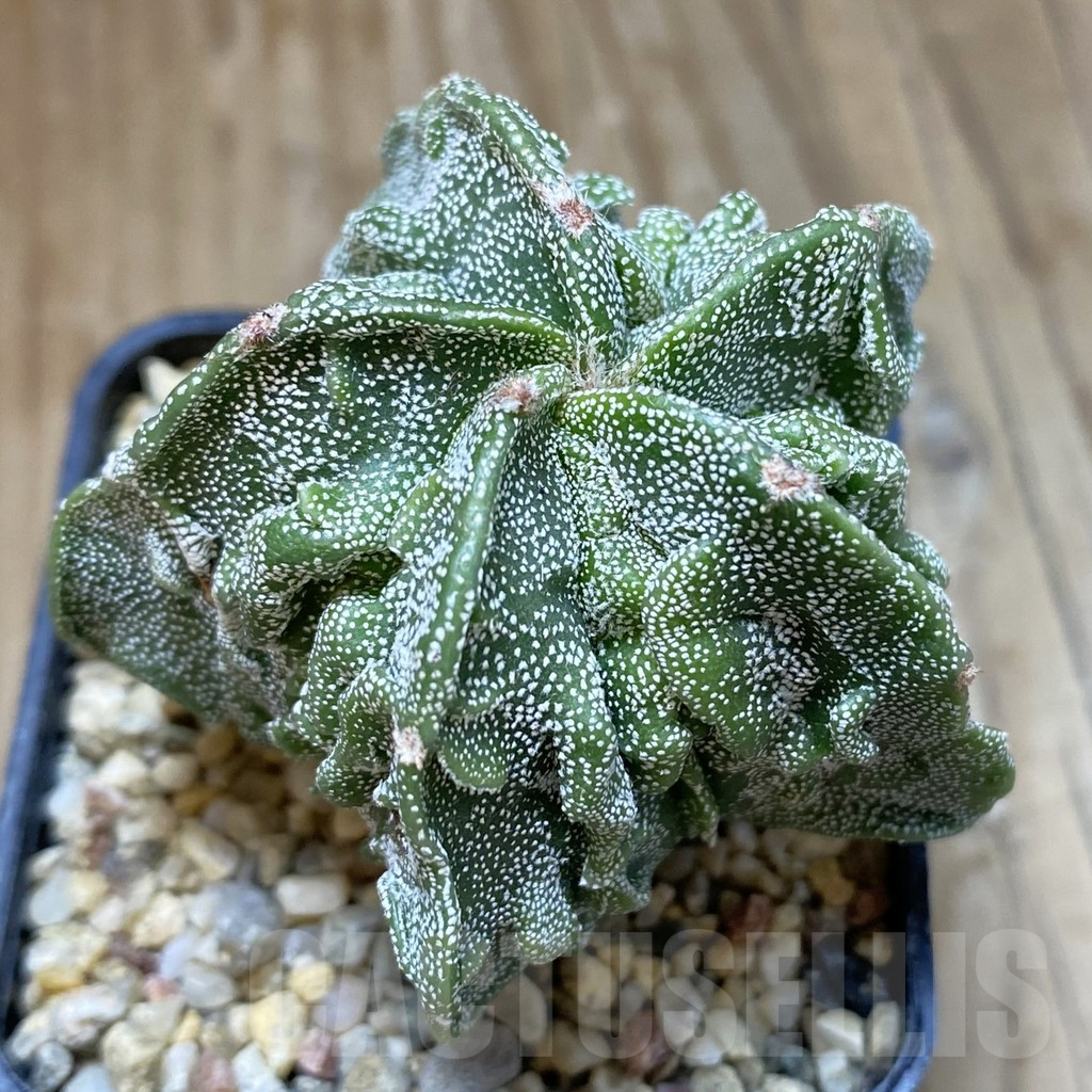 SH15732 Astrophytum myriostigma ‘Fukuryu’