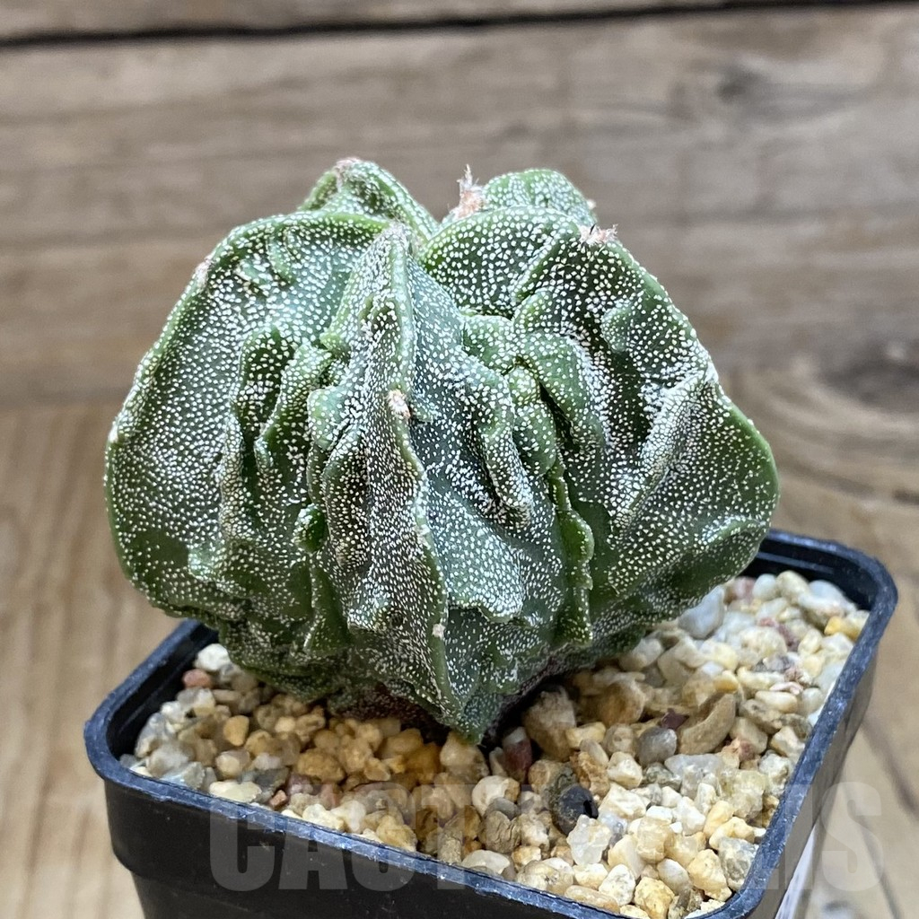 SH15732 Astrophytum myriostigma ‘Fukuryu’ - Зображення 2