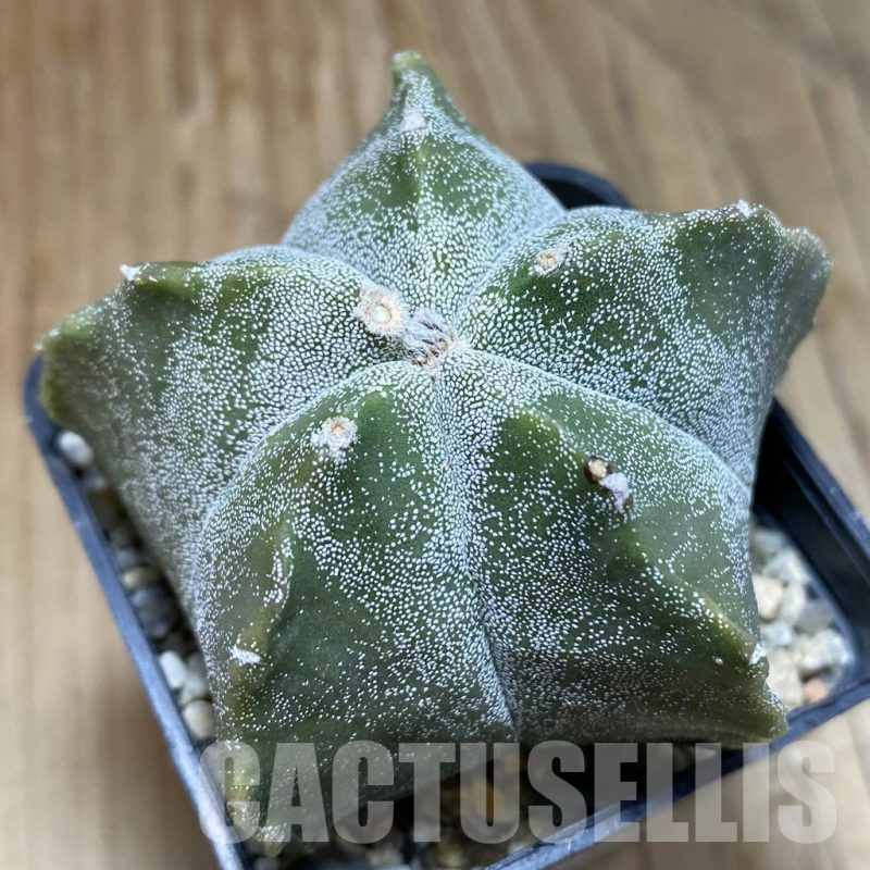 SH15733 Astrophytum myriostigma 'Kikko'