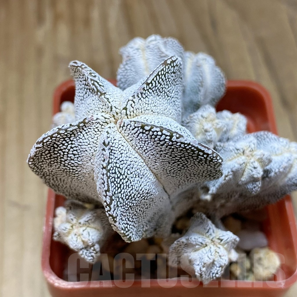 SH15734 Astrophytum myriostigma ‘Onzuka’ f. caespitosa
