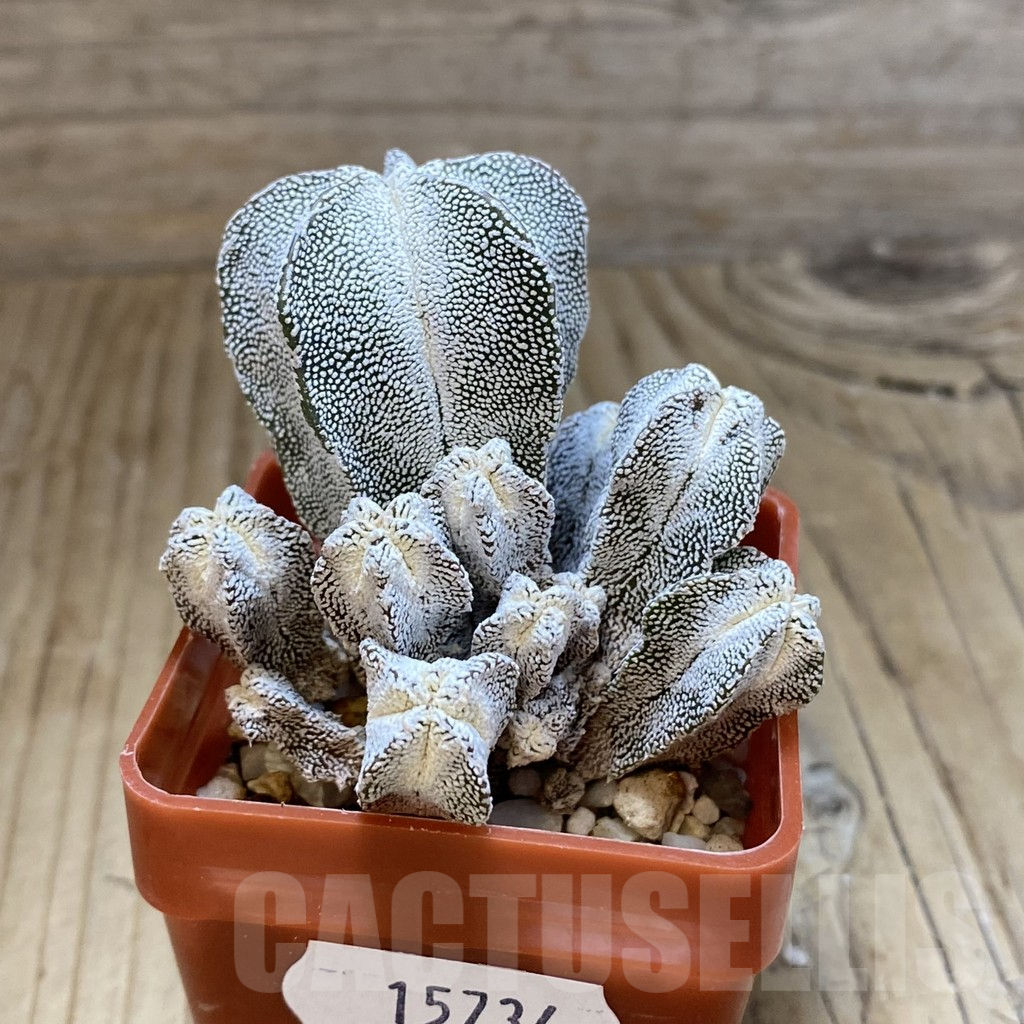 SH15734 Astrophytum myriostigma ‘Onzuka’ f. caespitosa - immagine 2