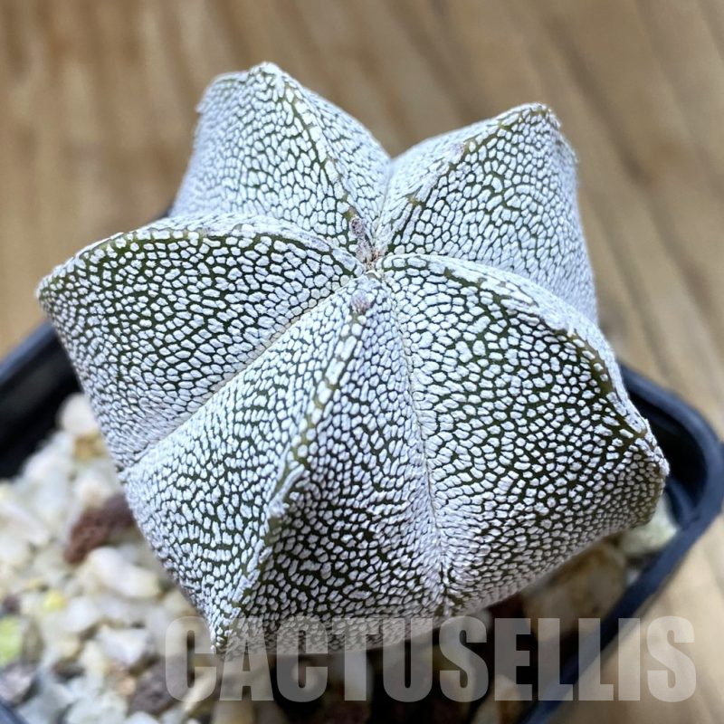 SH15685 Astrophytum myriostigma ‘Onzuka’
