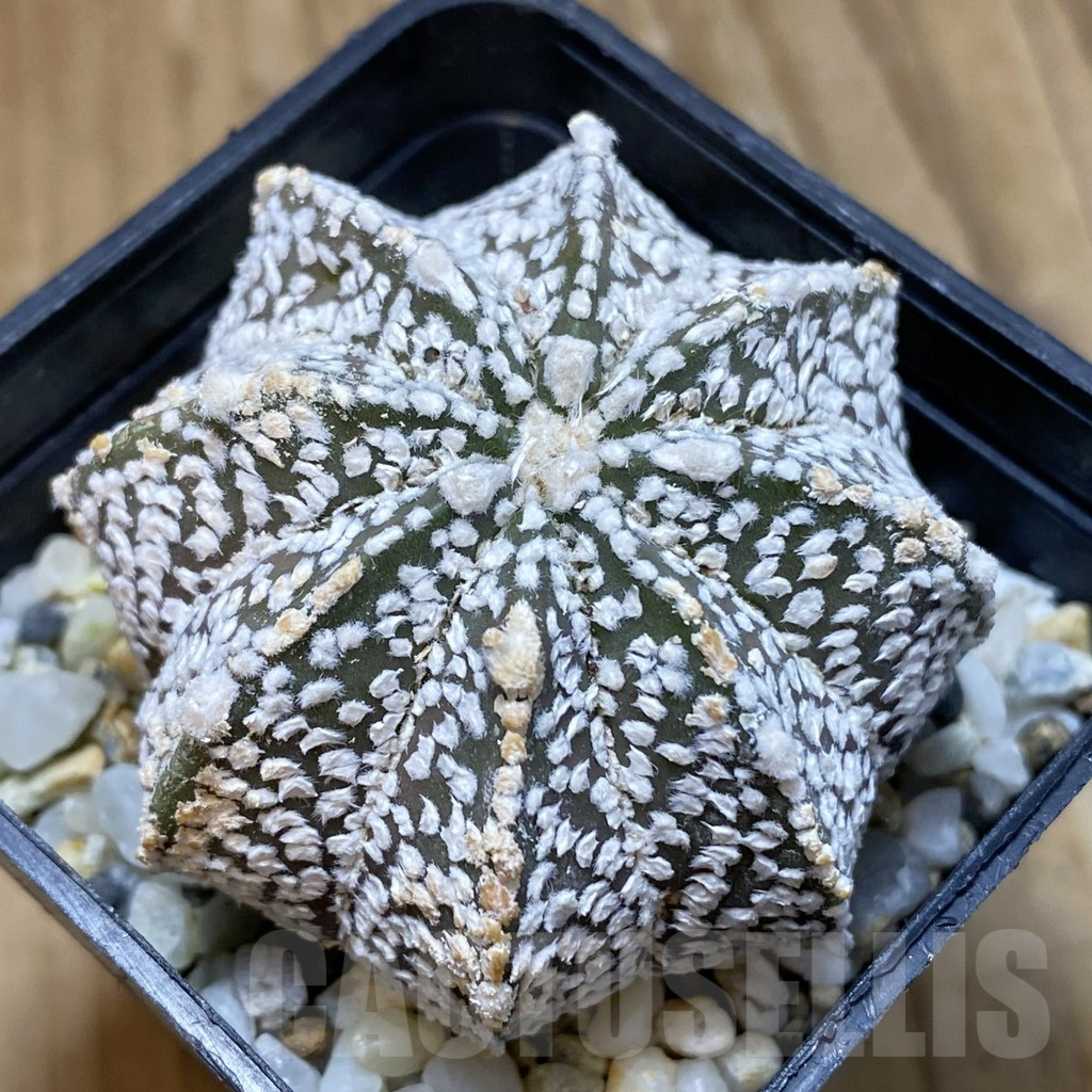 SH15736 Astrophytum asterias ‘Super Kabuto’ x ‘Onzuka'