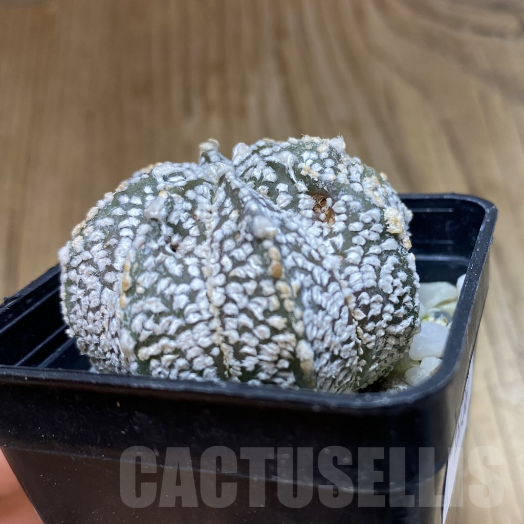 SH15736 Astrophytum asterias ‘Super Kabuto’ x ‘Onzuka' - 画像 (2)