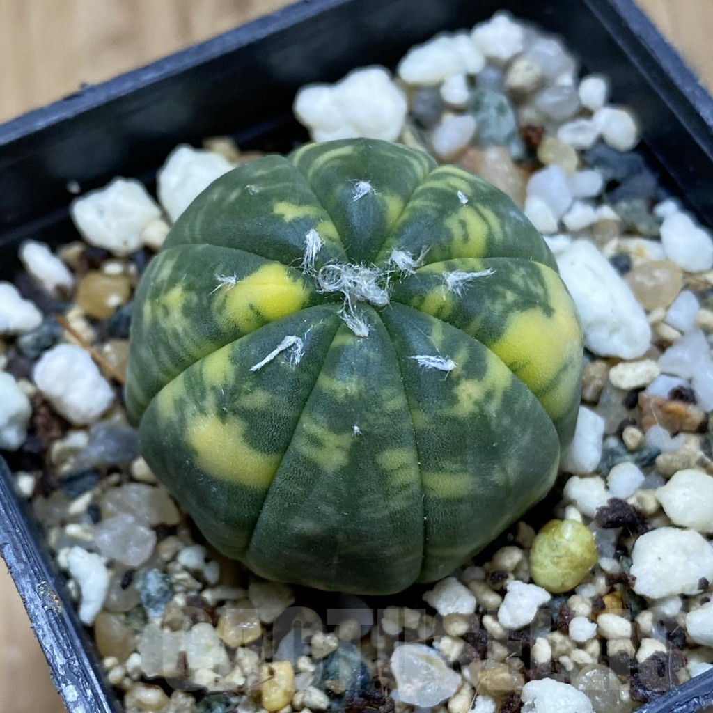 SH15739 Astrophytum asterias f. variegata