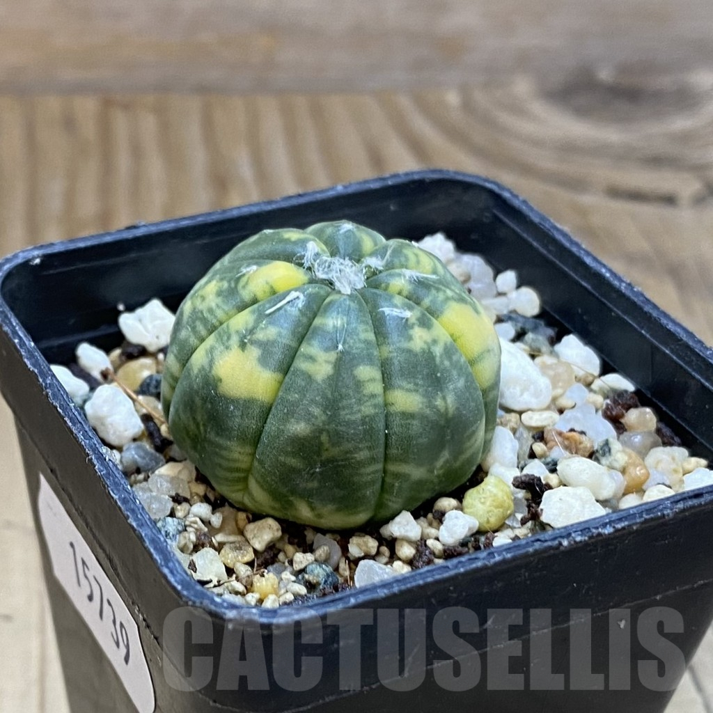 SH15739 Astrophytum asterias f. variegata - Image 2