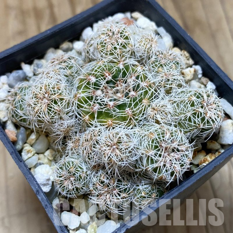 SH15741 Gymnocalycium bruchii