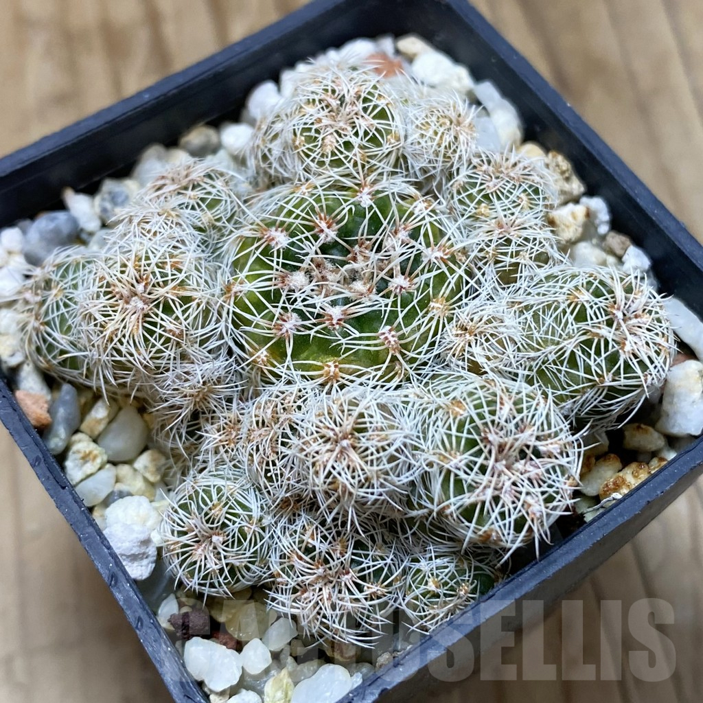SH15741 Gymnocalycium bruchii