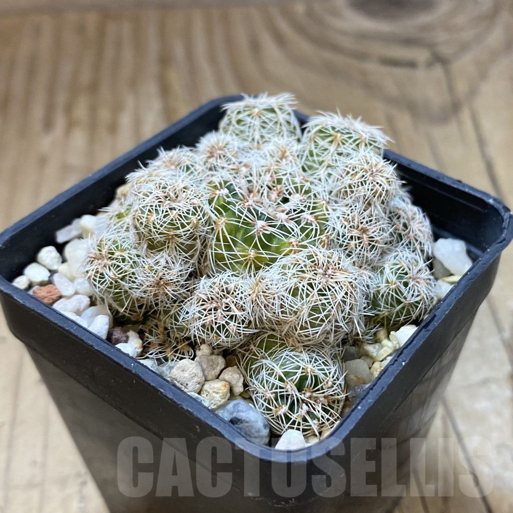 SH15741 Gymnocalycium bruchii - Image 2