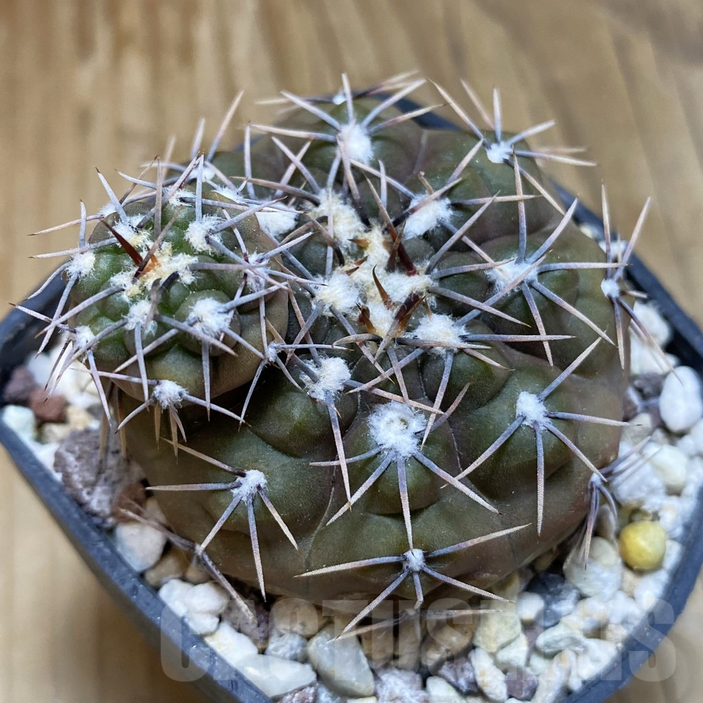 SH15742 Gymnocalycium kieslingii