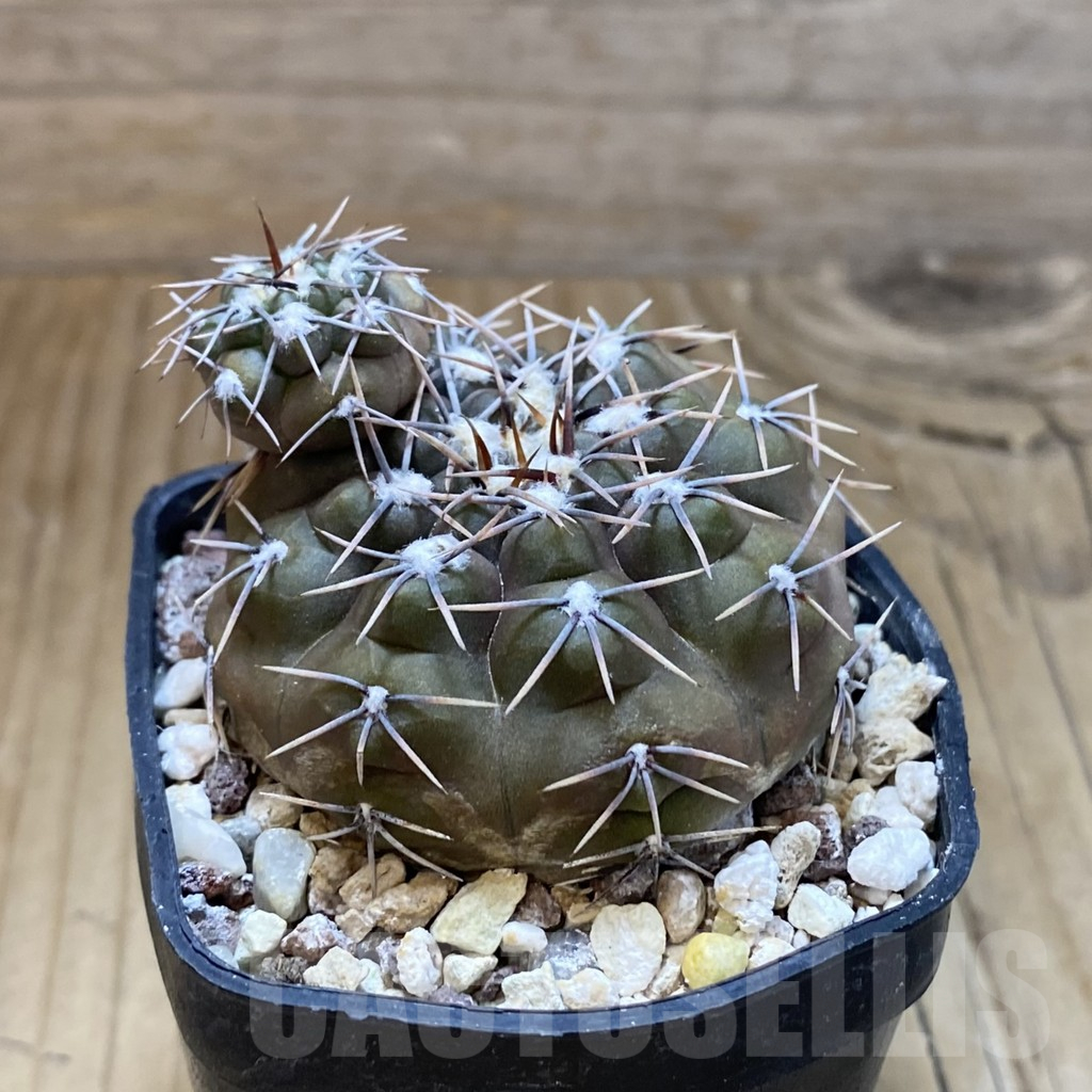 SH15742 Gymnocalycium kieslingii - 画像 (2)