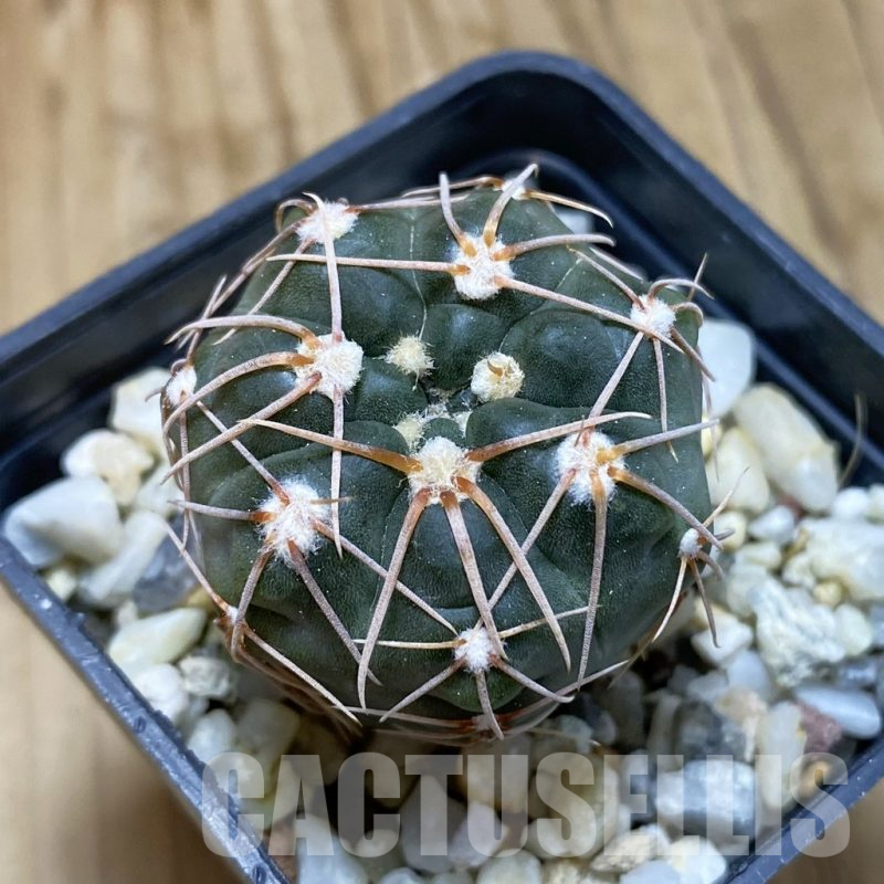 SH15743 Gymnocalycium sp. MM 650