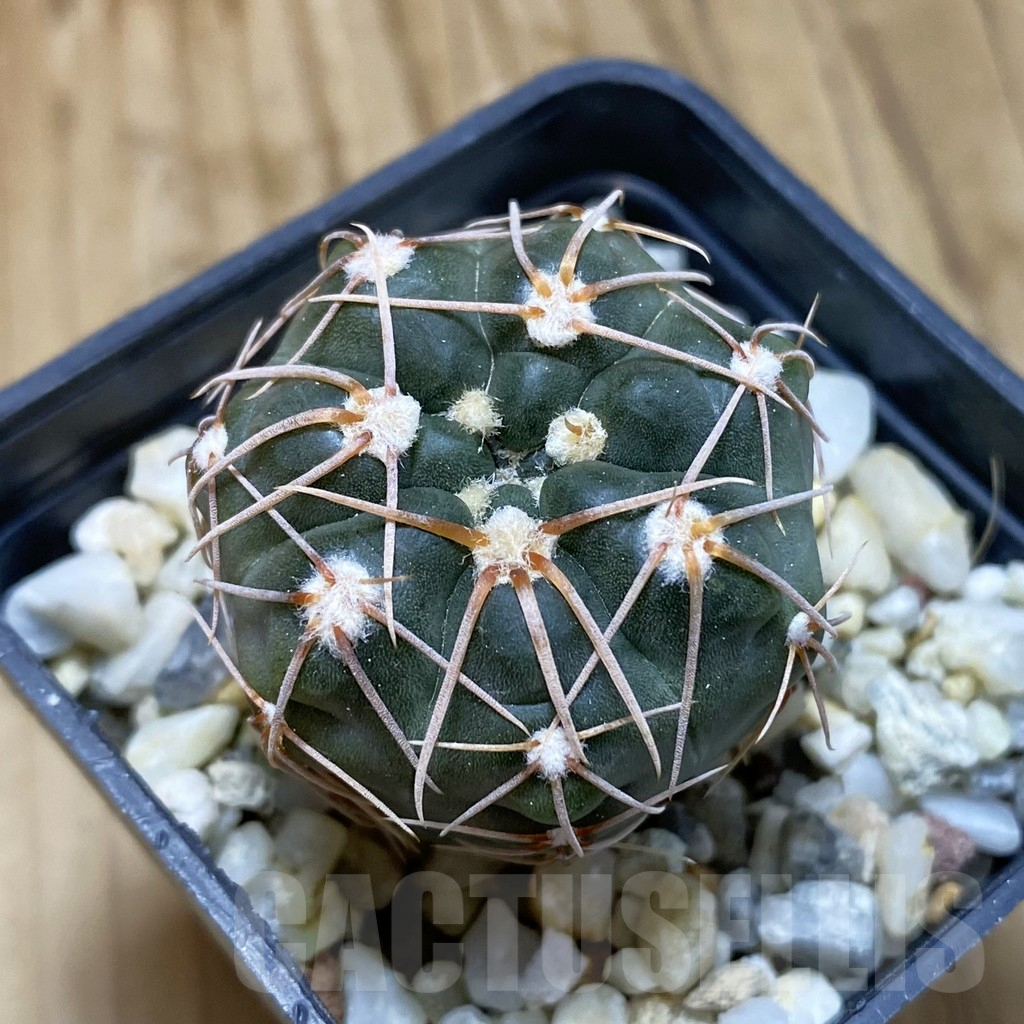 SH15743 Gymnocalycium sp. MM 650