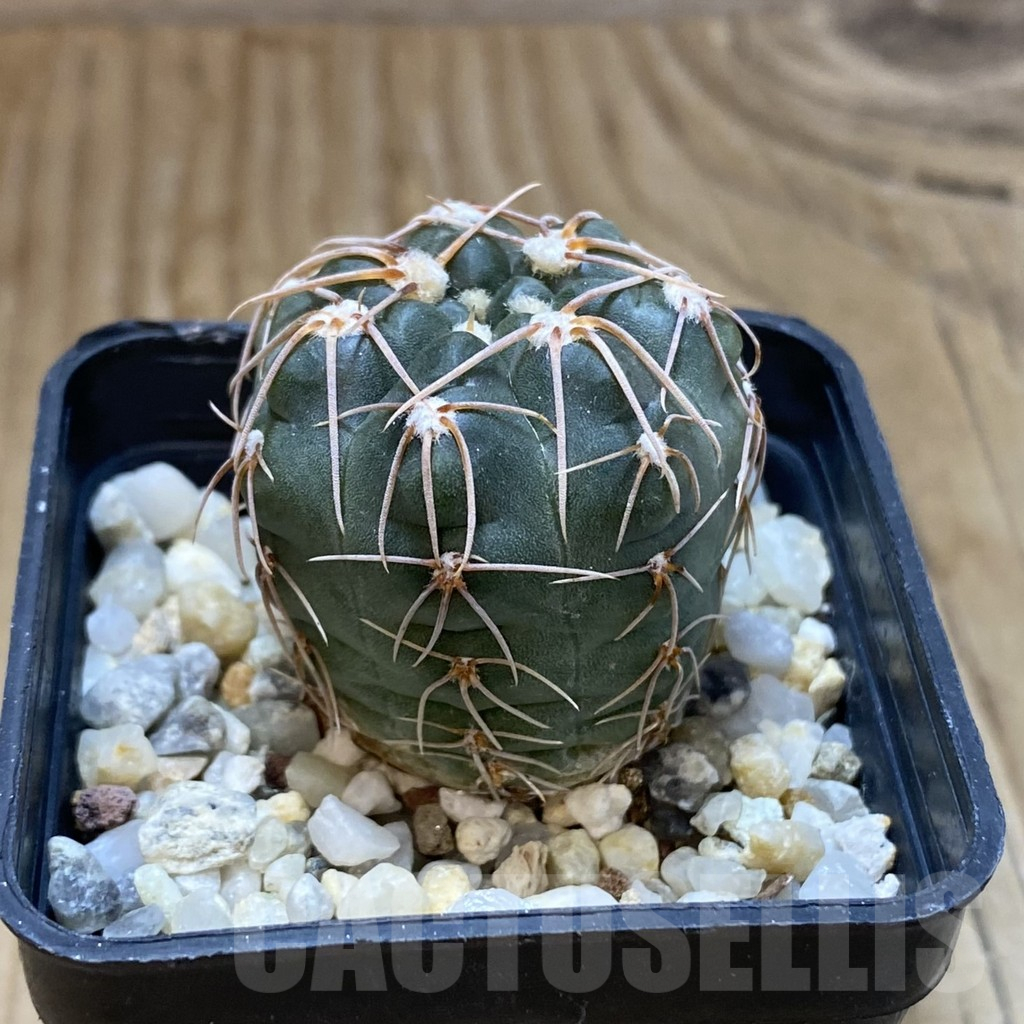 SH15743 Gymnocalycium sp. MM 650 - 画像 (2)