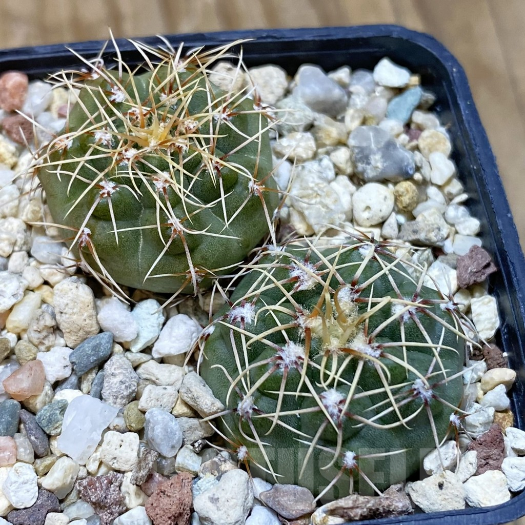 SH15744 Gymnocalycium gaponii, 2 plants