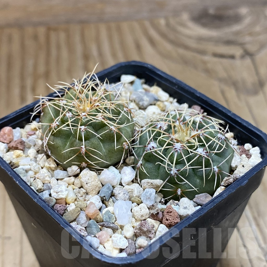 SH15744 Gymnocalycium gaponii, 2 plants – Image 2