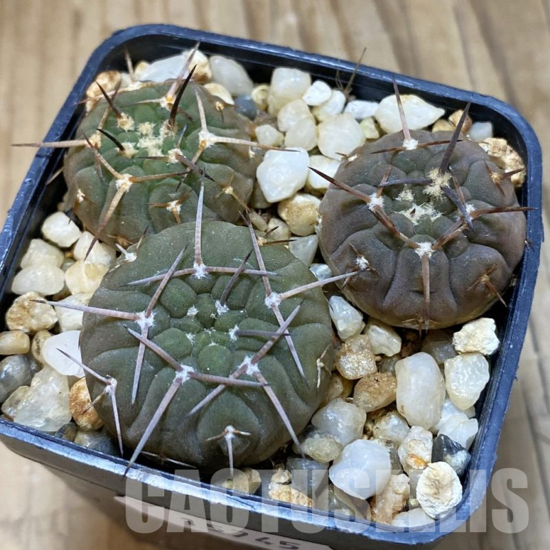 SH15745 Gymnocalycium bodenbenderianum v. sanjuanense, 3 plants
