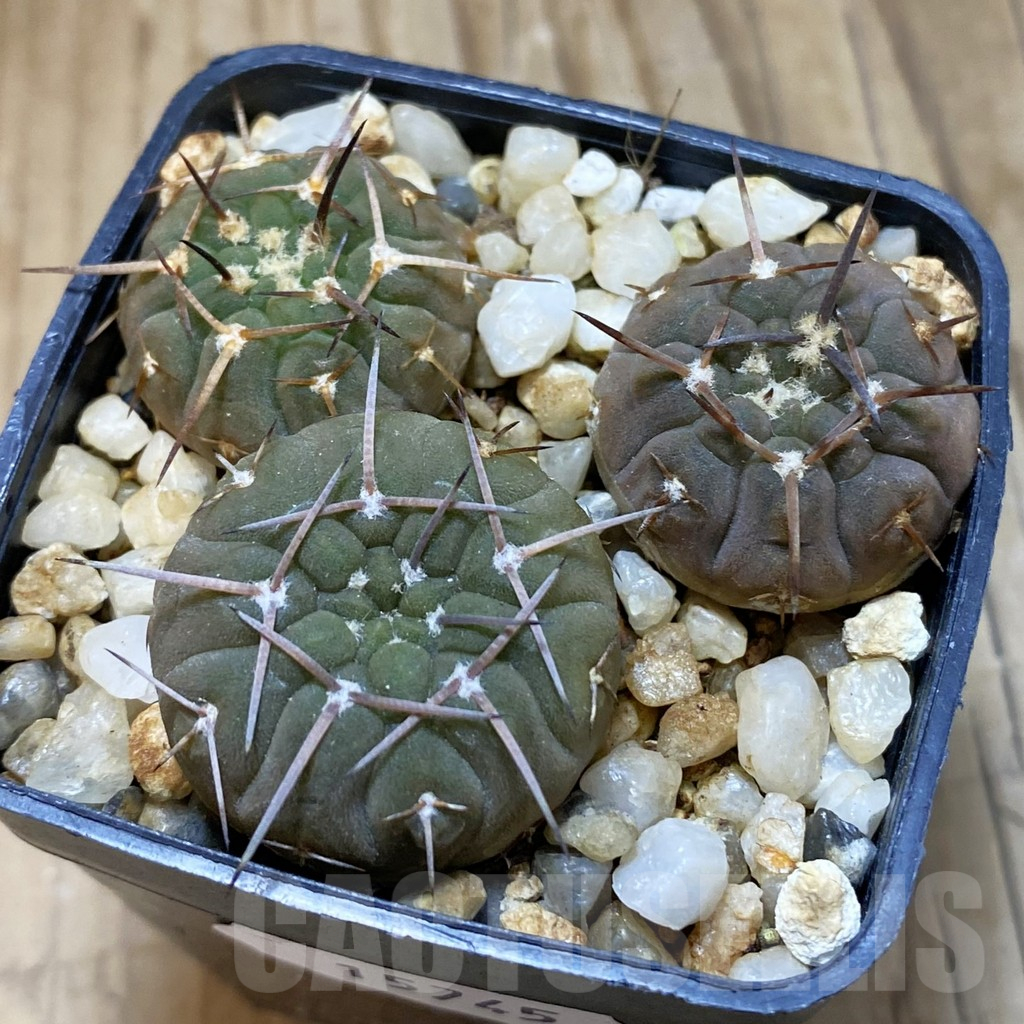 SH15745 Gymnocalycium bodenbenderianum v. sanjuanense, 3 plants
