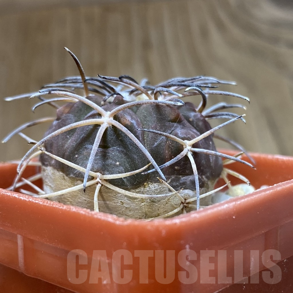 SH15746 Gymnocalycium spegazzinii v. sarkae - Image 2