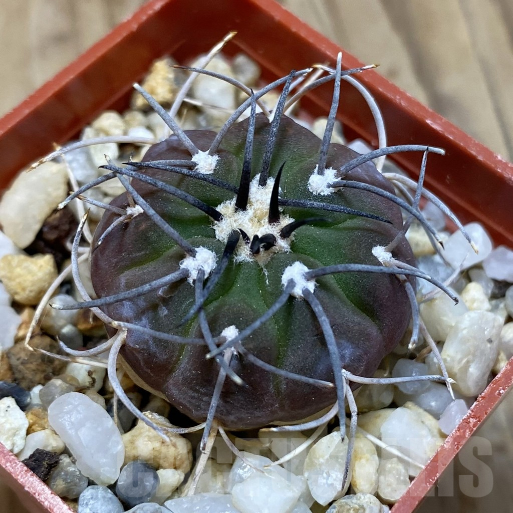 SH15747 Gymnocalycium spegazzinii v. sarkae